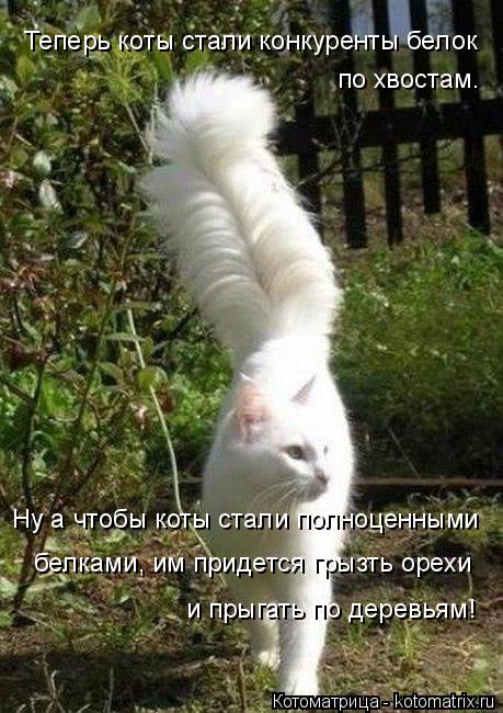 Теперь коты стали конкуренты белок по хвостам. Ну а чтобы коты стали полноценными белками, им приде... Котоматрица: Теперь коты стали конкуренты белок по хвостам. Ну а чтобы коты стали полноценными белками, им придется грызть орехи и прыгать по деревьям!