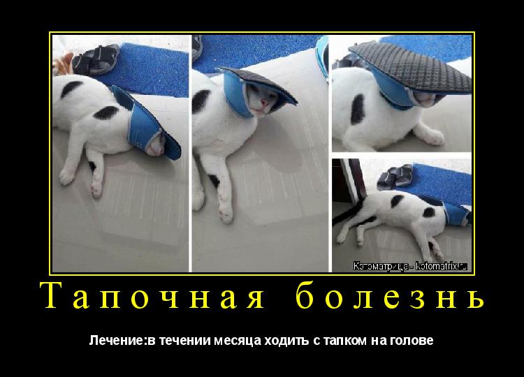 Котоматрица: Тапочная болезнь Лечение:в течении месяца ходить с тапком на голове