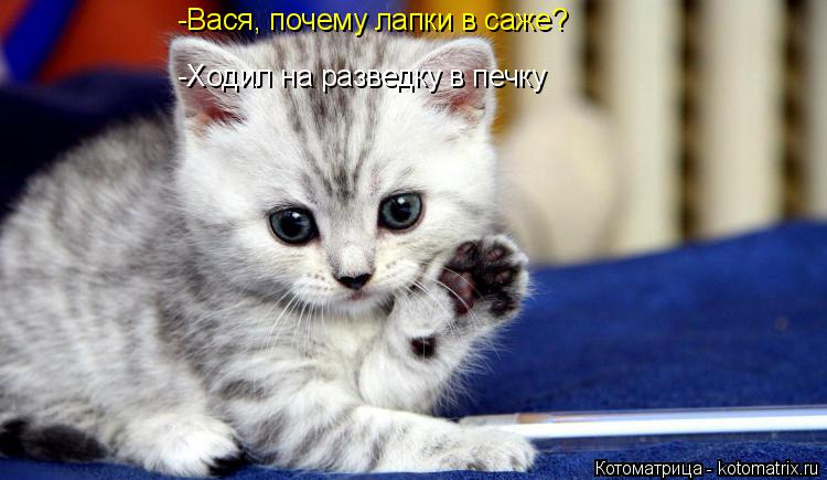 Котоматрица: -Вася, почему лапки в саже? -Ходил на разведку в печку
