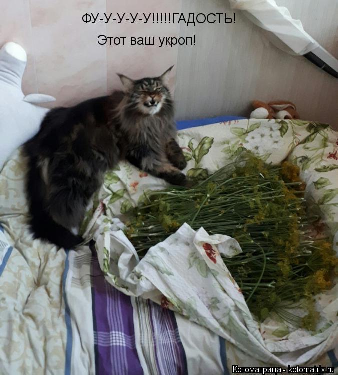 Котоматрица: ФУ-У-У-У-У!!!!!ГАДОСТЬ! Этот ваш укроп!