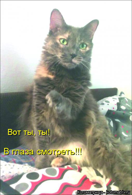 Котоматрица: Вот ты, ты! В глаза смотреть!!!