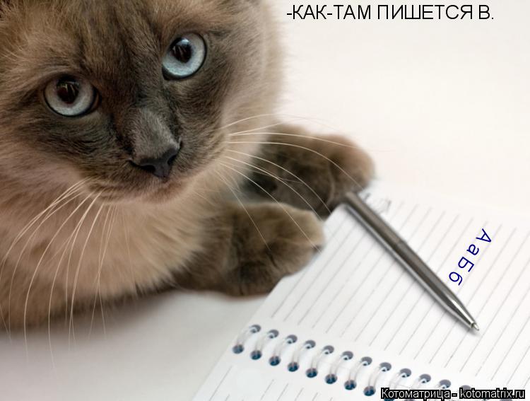 Котоматрица: -КАК-ТАМ ПИШЕТСЯ В. А а Б б