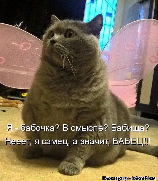 Я - бабочка? В смысле? Бабища? Нееет, я самец, а значит, БАБЕЦ!!!... Котоматрица: Я - бабочка? В смысле? Бабища? Нееет, я самец, а значит, БАБЕЦ!!!