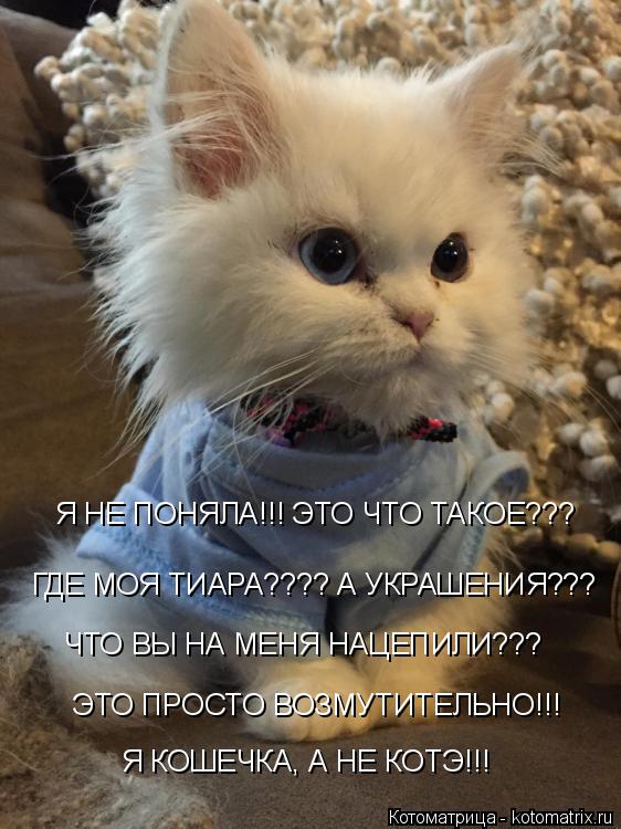 Котоматрица: ГДЕ МОЯ ТИАРА???? А УКРАШЕНИЯ??? ЧТО ВЫ НА МЕНЯ НАЦЕПИЛИ??? ЭТО ПРОСТО ВОЗМУТИТЕЛЬНО!!! Я НЕ ПОНЯЛА!!! ЭТО ЧТО ТАКОЕ??? Я КОШЕЧКА, А НЕ КОТЭ!!!