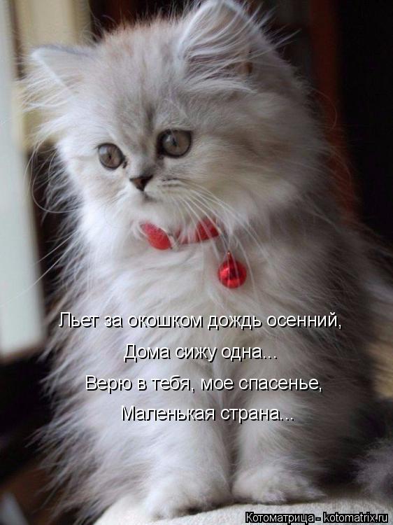 Котоматрица: Маленькая страна... Верю в тебя, мое спасенье, Дома сижу одна... Льет за окошком дождь осенний,