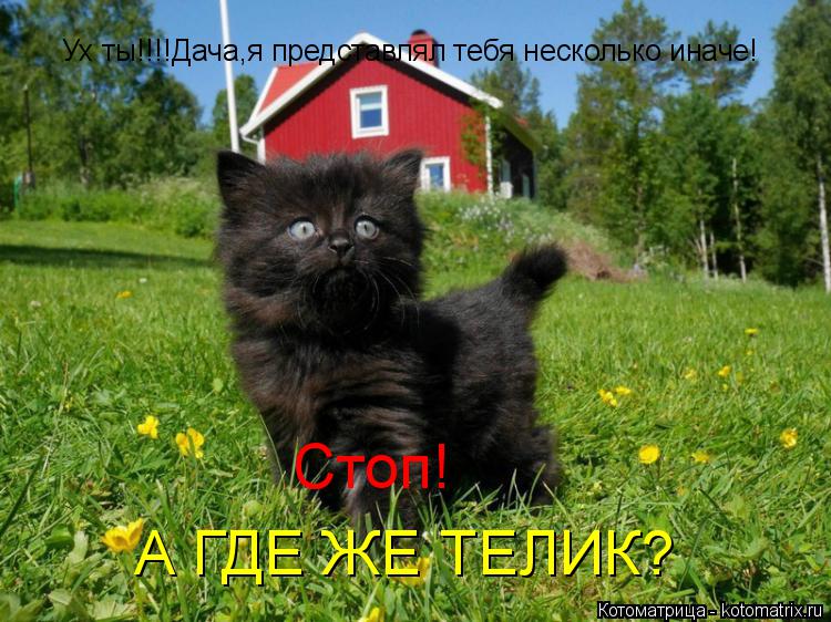 Котоматрица: Ух ты!!!!Дача,я представлял тебя несколько иначе! А ГДЕ ЖЕ ТЕЛИК? Стоп!