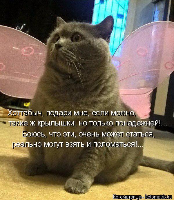 Котоматрица: Хоттабыч, подари мне, если можно, такие ж крылышки, но только понадежней!... Боюсь, что эти, очень может статься, реально могут взять и поломат