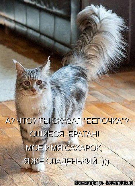 Котоматрица: А? ЧТО? ТЫ СКАЗАЛ "БЕЛОЧКА"? ОШИБСЯ, БРАТАН! МОЕ ИМЯ САХАРОК,  Я ЖЕ СЛАДЕНЬКИЙ :)))