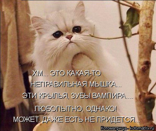 Котоматрица: ХМ... ЭТО КАКАЯ-ТО  НЕПРАВИЛЬНАЯ МЫШКА... ЭТИ КРЫЛЬЯ, ЗУБЫ ВАМПИРА....  ЛЮБОПЫТНО, ОДНАКО!  МОЖЕТ, ДАЖЕ ЕСТЬ НЕ ПРИДЕТСЯ...