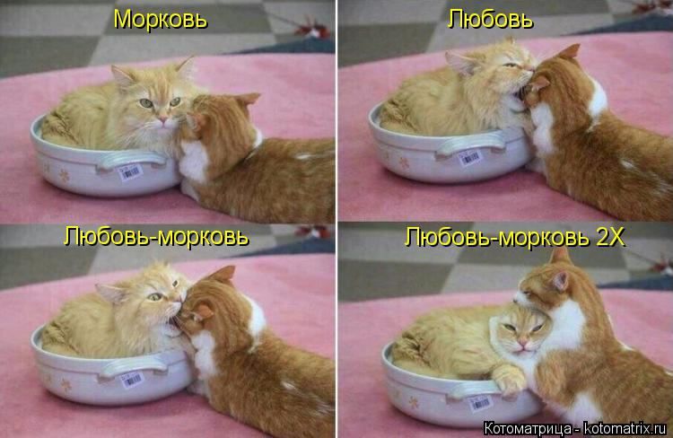 Котоматрица: Морковь Любовь Любовь-морковь Любовь-морковь 2Х