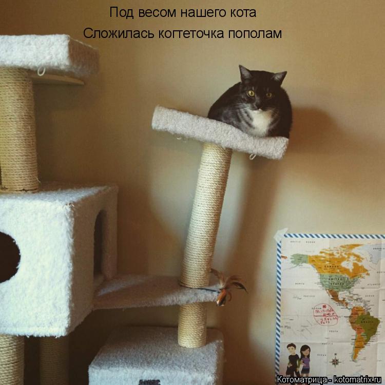 Котоматрица: Под весом нашего кота Сложилась когтеточка пополам