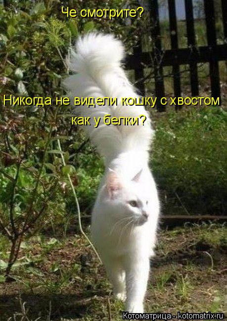 Че смотрите? Че смотрите? Никогда не видели кошку с хвостом как у белки?... Котоматрица: Че смотрите? Че смотрите? Никогда не видели кошку с хвостом как у белки?