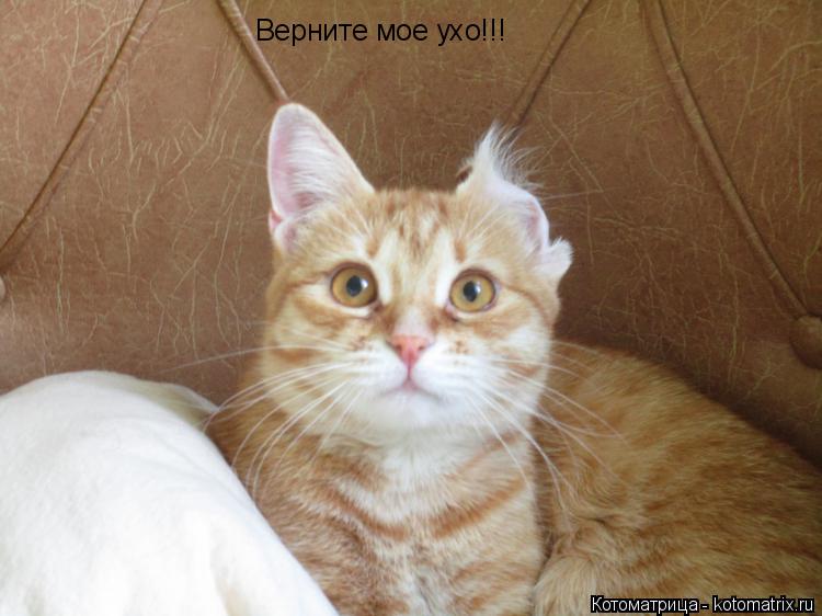Котоматрица: Верните мое ухо!!!