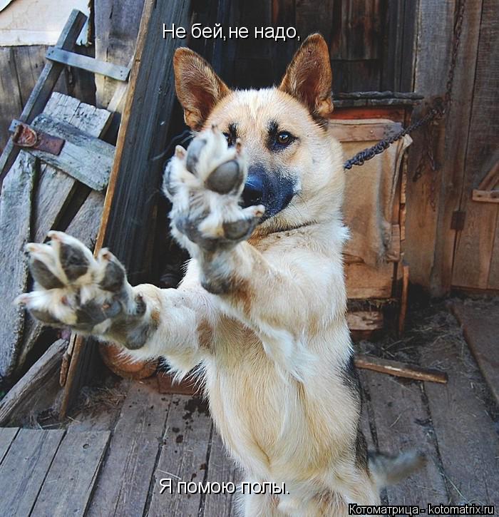 Котоматрица: Не бей,не надо, Япомо Я помою полы.