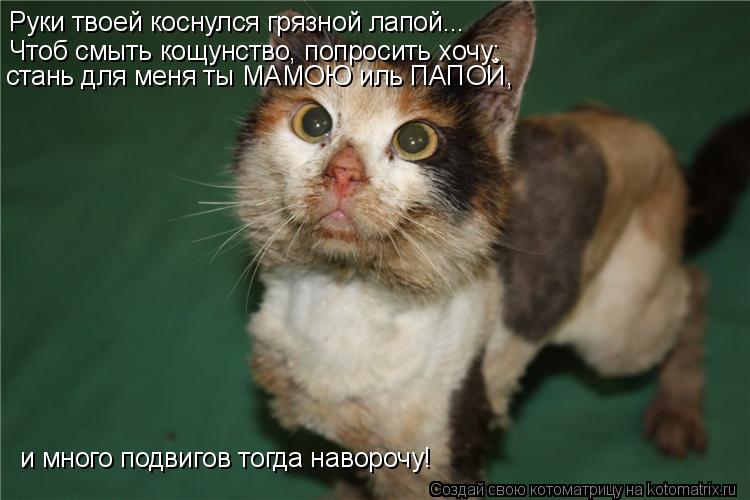 Котоматрица: Руки твоей коснулся грязной лапой... Чтоб смыть кощунство, попросить хочу: стань для меня ты МАМОЮ иль ПАПОЙ, и много подвигов тогда наворочу