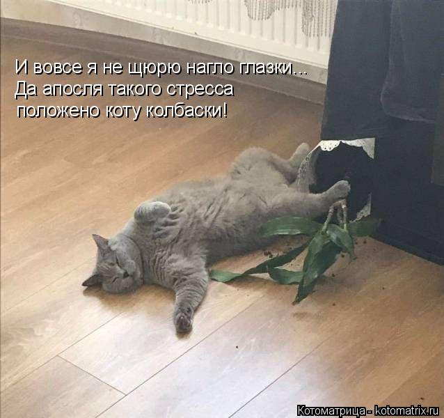 Котоматрица: И вовсе я не щюрю нагло глазки... Да апосля такого стресса положено коту колбаски!