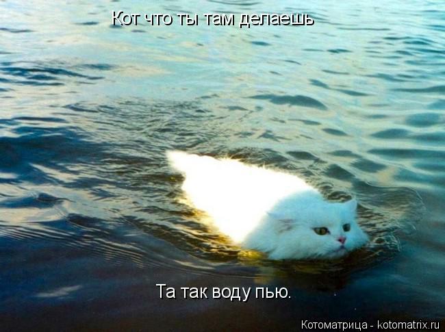 Котоматрица: Та так воду пью. Кот что ты там делаешь