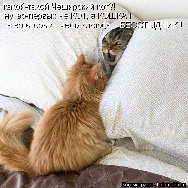 Котоматрица: какой-такой Чеширский кот?! ну, во-первых не КОТ, а КОШКА !  а во-вторых - чеши отсюда... БЕССТЫДНИК !