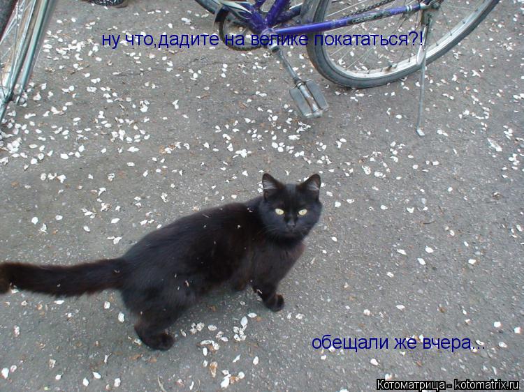 Котоматрица: ну что,дадите на велике покататься?! обещали же вчера...