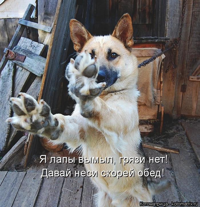 Котоматрица: Я лапы вымыл, грязи нет! Давай неси скорей обед!