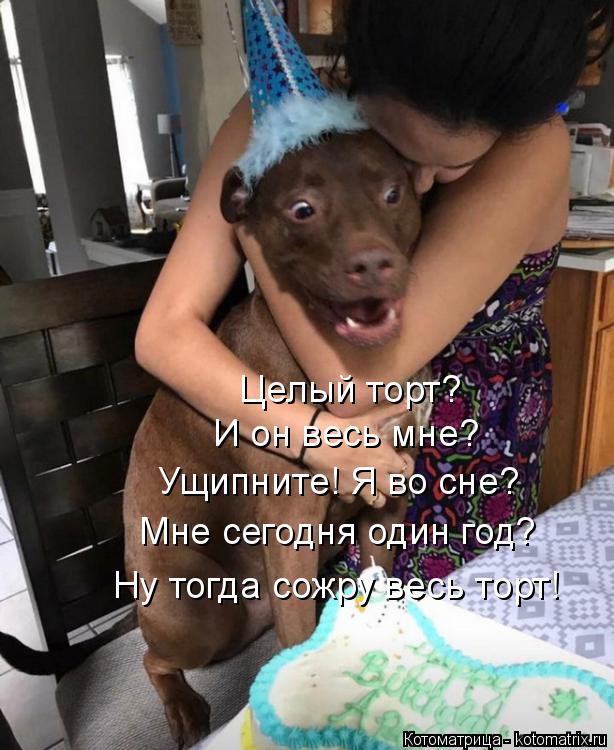 Котоматрица: Целый торт? И он весь мне? Ущипните! Я во сне? Мне сегодня один год? Ну тогда сожру весь торт!