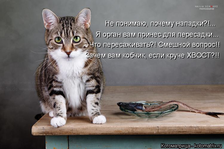 Котоматрица: Не понимаю, почему нападки?!... Я орган вам принес для пересадки... Что пересаживать?! Смешной вопрос!! Зачем вам кобчик, если круче ХВОСТ?!!