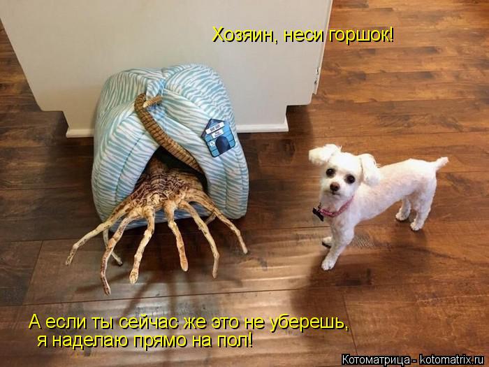Котоматрица: Хозяин, неси горшок! А если ты сейчас же это не уберешь, я наделаю прямо на пол! я наделаю прямо на пол!