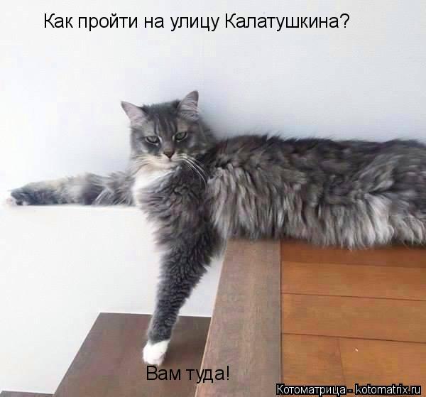 Котоматрица: Как пройти на улицу Калатушкина? Вам туда!