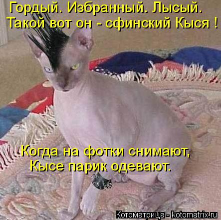 Котоматрица: Гордый. Избранный. Лысый. Такой вот он - сфинский Кыся ! Когда на фотки снимают, Кысе парик одевают.