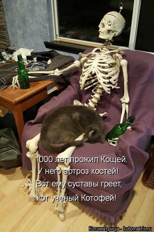 Котоматрица: 1000 лет прожил Кощей. У него артроз костей! Вот ему суставы греет, кот ученый Котофей!