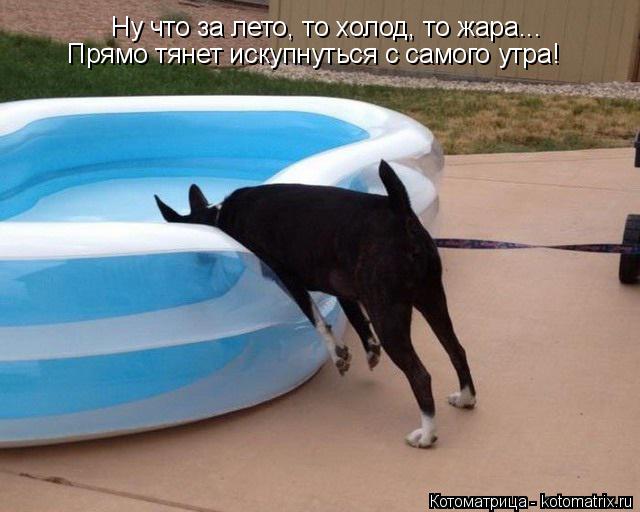 Котоматрица: Ну что за лето, то холод, то жара... Прямо тянет искупнуться с самого утра!