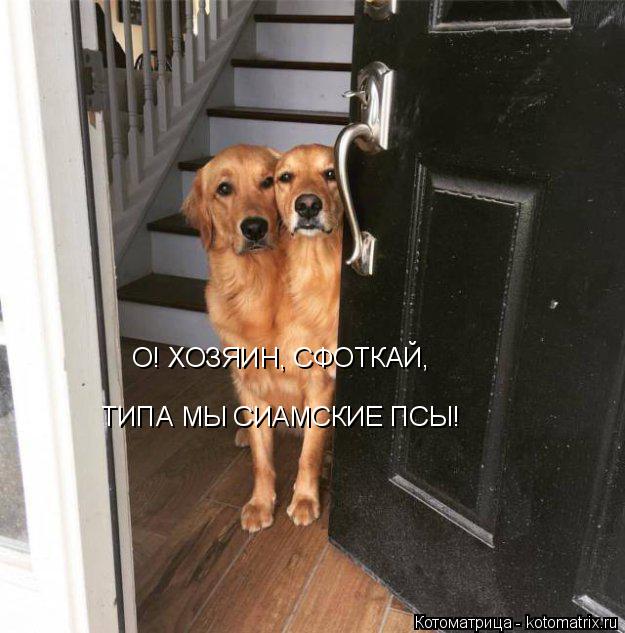 Котоматрица: О! ХОЗЯИН, СФОТКАЙ,  ТИПА МЫ СИАМСКИЕ ПСЫ!