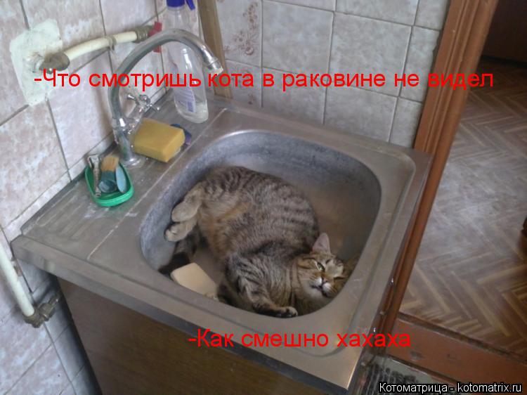 Котоматрица: -Что смотришь кота в раковине не видел -Как смешно хахаха