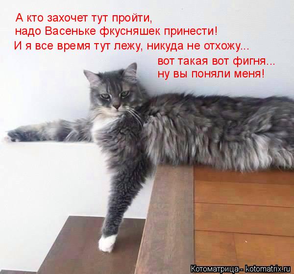 Котоматрица: А кто захочет тут пройти,  надо Васеньке фкусняшек принести! И я все время тут лежу, никуда не отхожу... вот такая вот фигня... ну вы поняли меня