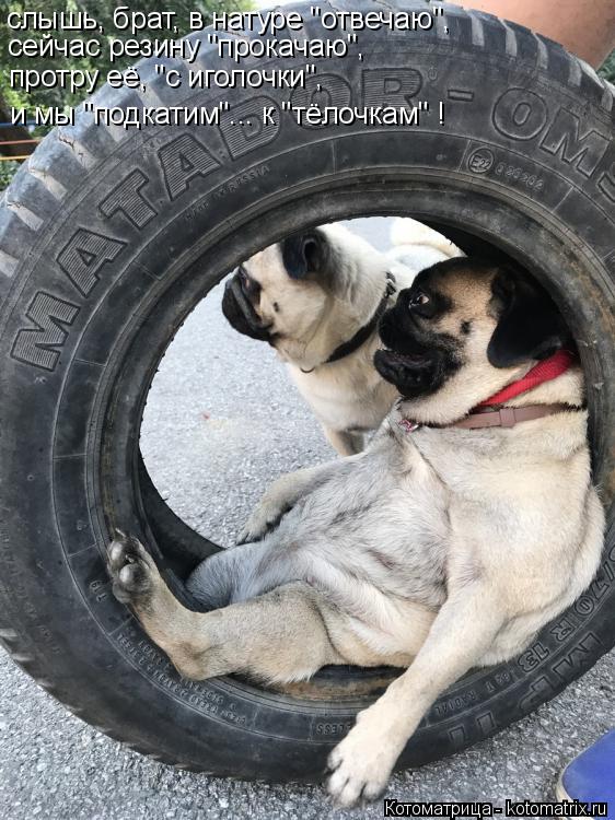 Котоматрица: слышь, брат, в натуре "отвечаю", сейчас резину "прокачаю", протру её, "с иголочки", и мы "подкатим"... к "тёлочкам" !