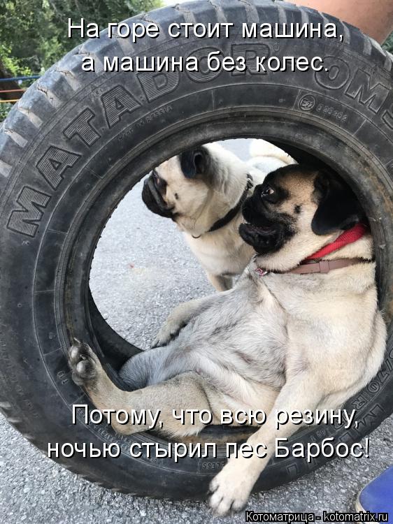Котоматрица: На горе стоит машина, а машина без колес. Потому, что всю резину, ночью стырил пес Барбос!