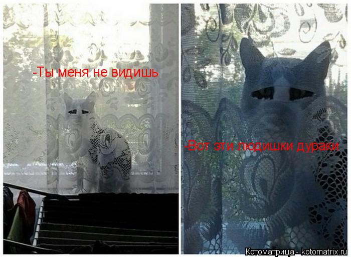 Котоматрица: -Ты меня не видишь -Вот эти людишки дураки