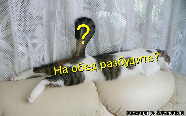 ? На обед разбудите?... Котоматрица: ? На обед разбудите?