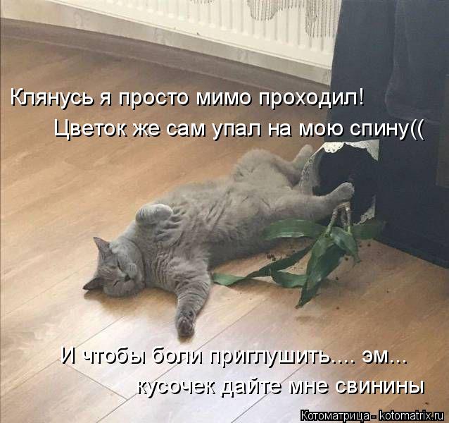 Котоматрица: Клянусь я просто мимо проходил!  Цветок же сам упал на мою спину((  И чтобы боли приглушить.... эм... кусочек дайте мне свинины