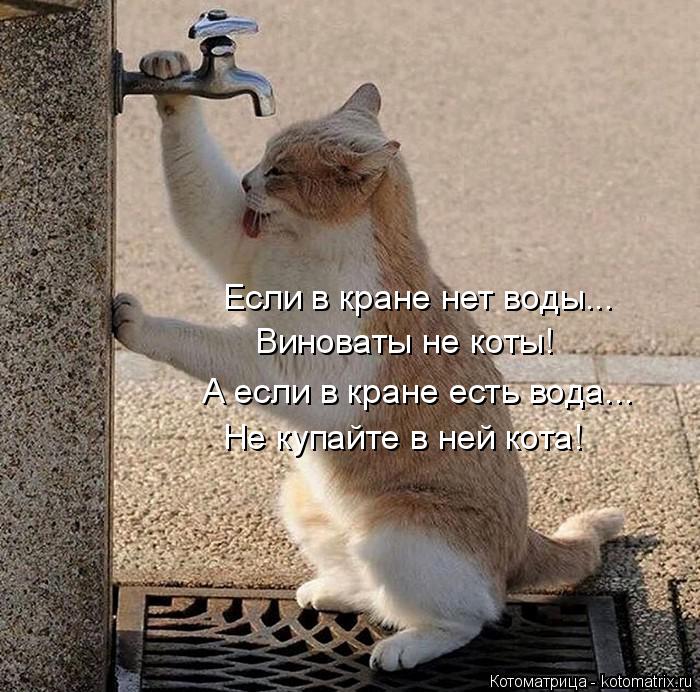 Котоматрица: Если в кране нет воды... Виноваты не коты! А если в кране есть вода... Не купайте в ней кота!