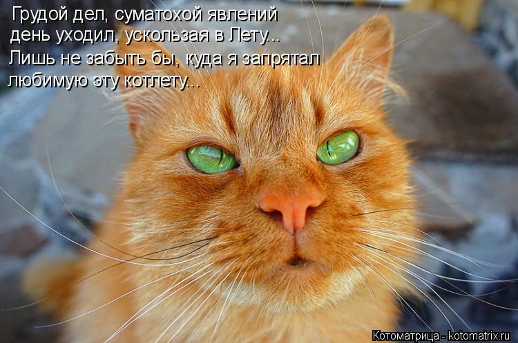 Котоматрица: Грудой дел, суматохой явлений  день уходил, ускользая в Лету... Лишь не забыть бы, куда я запрятал любимую эту котлету...