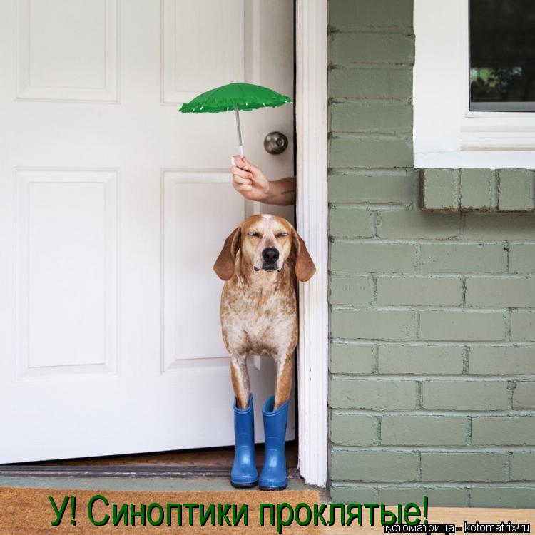 Котоматрица: У! Синоптики проклятые!