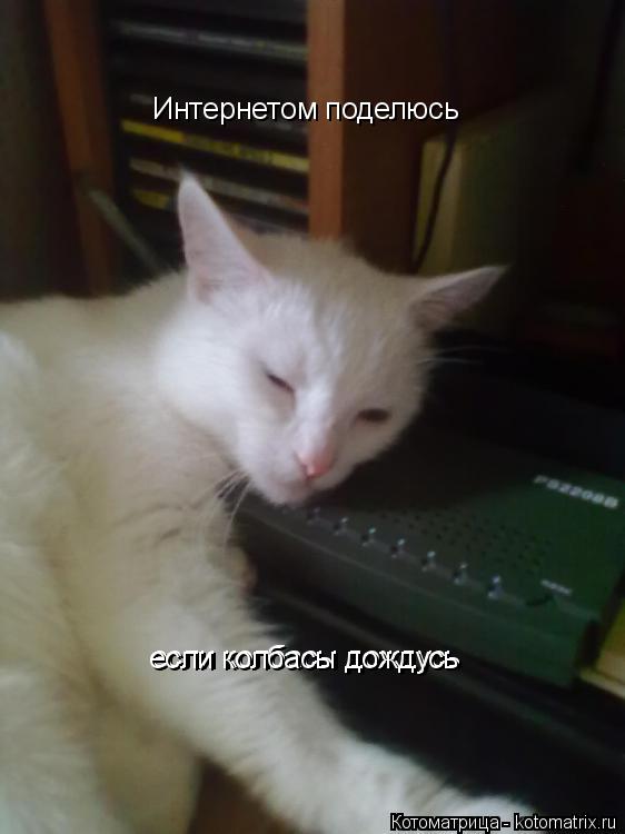 Котоматрица: Интернетом поделюсь если колбасы дождусь если колбасы дождусь