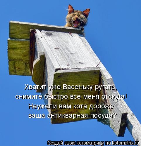 Хватит уже Васеньку ругать, снимите быстро все меня отсюда! Неужели вам кота дороже ваша антикварная... Котоматрица: Хватит уже Васеньку ругать, снимите быстро все меня отсюда! Неужели вам кота дороже ваша антикварная посуда?