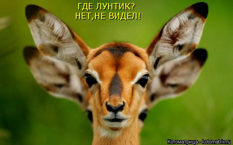 ГДЕ ЛУНТИК? НЕТ,НЕ ВИДЕЛ!... Котоматрица: ГДЕ ЛУНТИК? НЕТ,НЕ ВИДЕЛ!