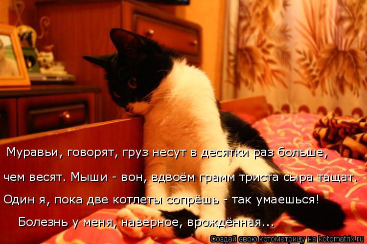 Муравьи, говорят, груз несут в десятки раз больше, чем весят. Мыши - вон, вдвоём грамм триста сыра та... Котоматрица: Муравьи, говорят, груз несут в десятки раз больше, чем весят. Мыши - вон, вдвоём грамм триста сыра тащат. Один я, пока две котлеты сопрёшь - так