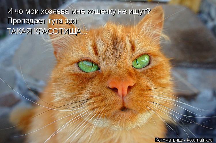 И чо мои хозяева мне кошечку не ищут? Пропадает тута зря ТАКАЯ КРАСОТИЩА...... Котоматрица: И чо мои хозяева мне кошечку не ищут? Пропадает тута зря ТАКАЯ КРАСОТИЩА...