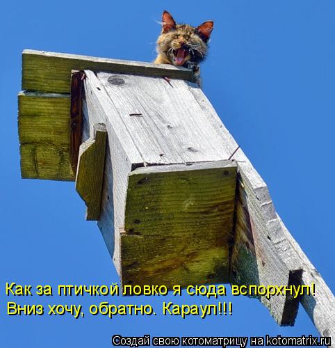 Котоматрица: Как за птичкой ловко я сюда вспорхнул! Вниз хочу, обратно. Караул!!!