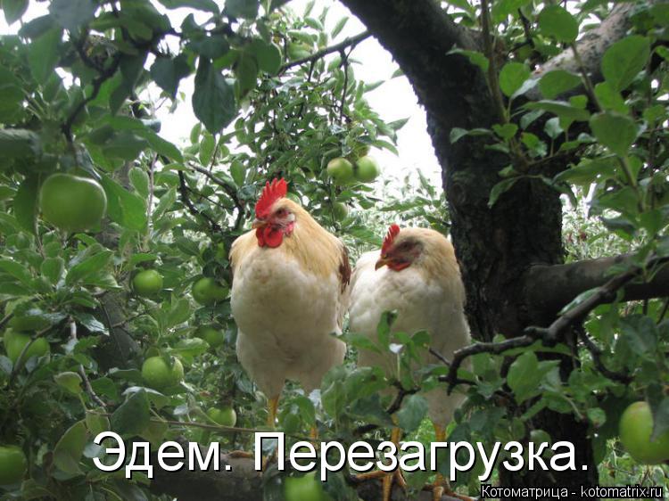 Эдем. Перезагрузка.... Котоматрица: Эдем. Перезагрузка.