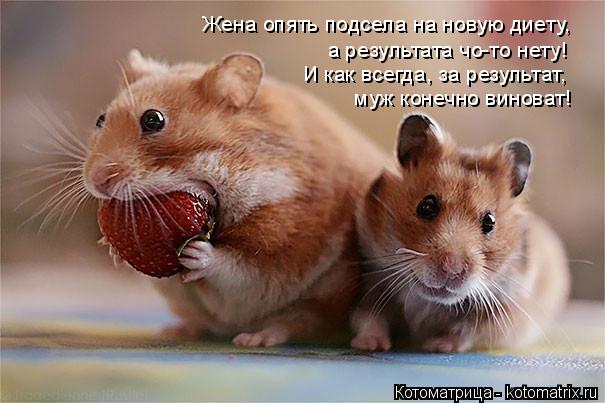 Котоматрица: Жена опять подсела на новую диету, а результата чо-то нету! И как всегда, за результат,  муж конечно виноват!